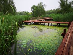 -武清南湖绿博园