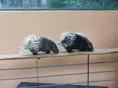 -清迈夜间动物园