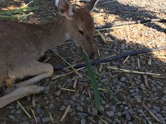 -鹿境梅花鹿生态园区