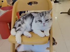 -平行世界·猫咖(首经贸店)