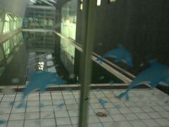 -同济大学四平路校区游泳馆