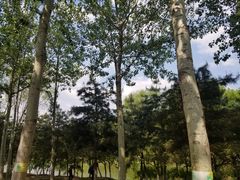 -大兴滨河森林公园