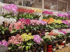 -双季花艺园艺市场(浦东店)