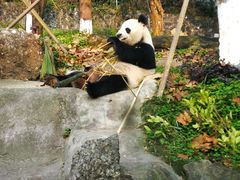 -都江堰中华大熊猫苑