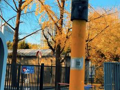 -三里屯东五街银杏大道