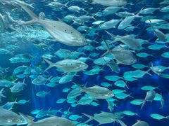 -上海海洋水族馆