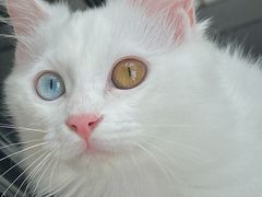 -纳吉亚猫专科动物医院·北北分院