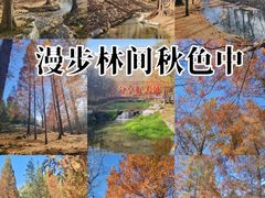 -白水寺森林公园
