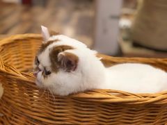 -袖虎·猫馆(体育西路店)