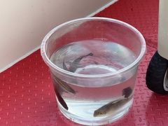 -小猫钓鱼海钓俱乐部(椰梦长廊店)