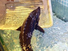 -亮欢寨(凯里总店)