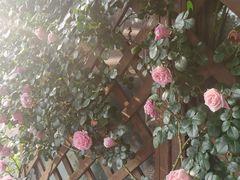 -青岛海天世园酒店-海澜阁中餐厅