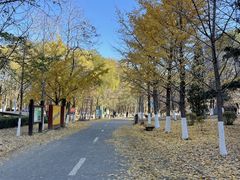 -长白岛森林公园