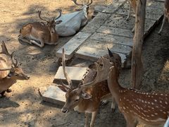 -青藏高原野生动物园