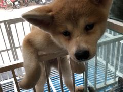 -熊小胖宠物生活馆(天华园店)