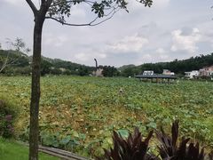 -红山村