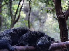 -普洱太阳河森林公园