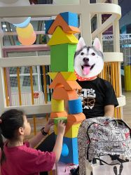 -猩积木儿童体智开发中心(未央店)
