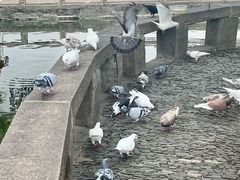 -西园寺素食(西园弄戒幢律寺店)