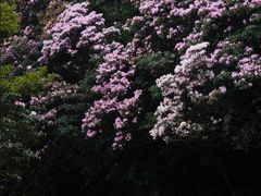 -梧桐山风景名胜区