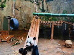 -深圳野生动物园