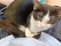 -有喵·猫咖·狗咖·30几只猫10只小狗(岗厦店)