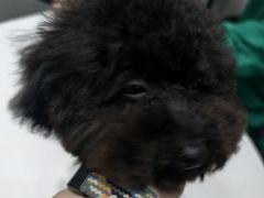 -派特宠物医院(圆融广场店)