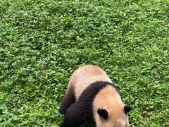 -都江堰中华大熊猫苑