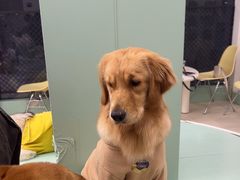 -怪兽屋·羊驼·猫咖·狗咖(俊华广场店)