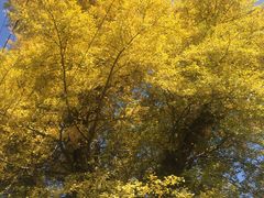 -藏龙百瀑风景区