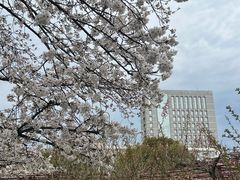 -嘉定紫藤园