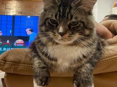 -瑞鹏瑞爱宠物医院·全科·猫科·血液透析中心(龙头寺店)