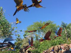 -奥兰多迪士尼动物王国乐园