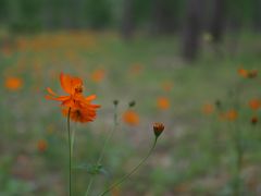 -合肥滨湖国家森林公园
