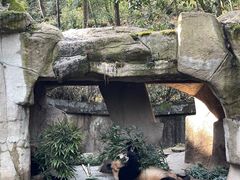 -中国大熊猫保护研究中心雅安碧峰峡基地
