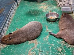 -上海大自然野生昆虫馆(东方明珠·爬宠昆虫探索中心)