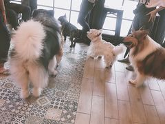 -Dog in Town Ekkamai