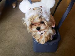 -百好乐宠物友好餐厅(朝外大街店)