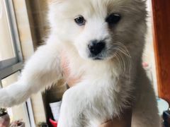 -派特宠物医院(圆融广场店)