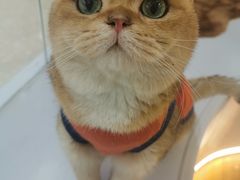 -COLOR PETS 撸猫馆·购猫·猫咖(长风大悦城店)