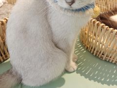 -怪兽屋·羊驼·猫咖·狗咖(俊华广场店)