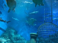 -芜湖新华联大白鲸海洋公园