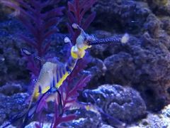 -迪拜水族馆及水下动物园