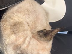 -琪喵猫屋·撸猫猫咖·猫舍