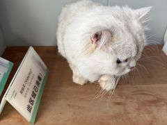 -伟伟宠物医院·瑞派猫友好医院·猫科(光谷店)