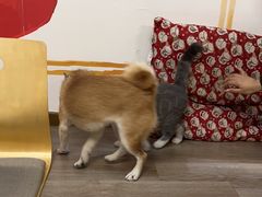 -柴迷FANS CLUB·柴犬狗咖·猫咖