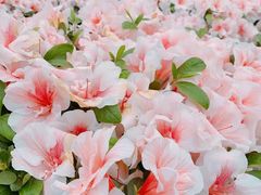 -龙大花卉苗木市场