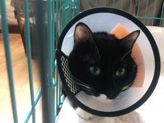 -关爱宠物医院·猫科中心·消化科(滨湖万达分院)