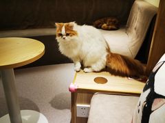 -猫和宫(六道口店)