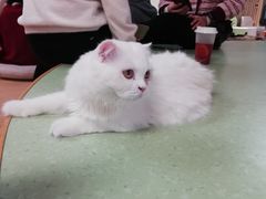 -猫和宫(六道口店)